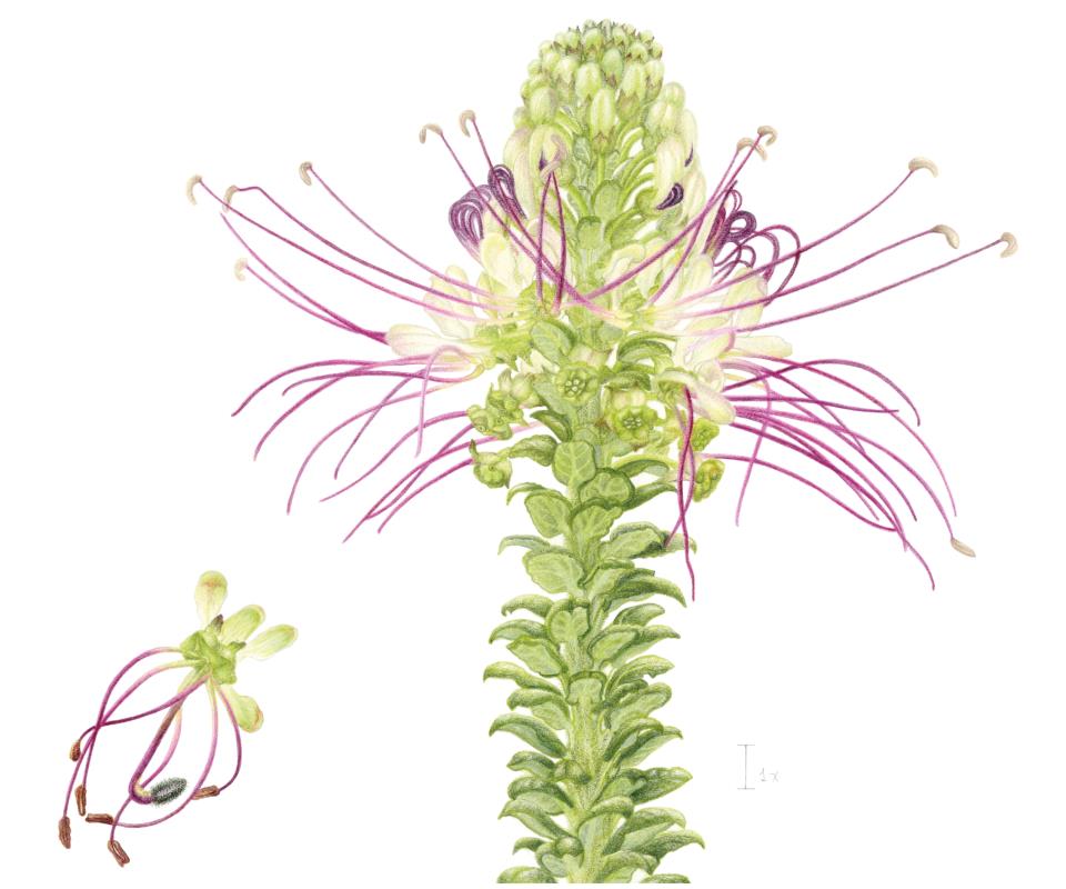Cleome anomala Kunth.